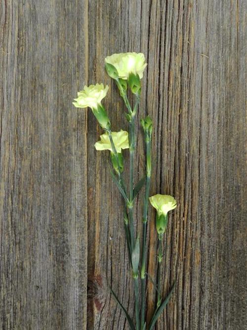 XANTHE YELLOW MINI CARNATIONS